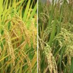 भारत की ऐतिहासिक उपलब्धि, जीनोम संपादित धान की दो नई किस्में की विकसित