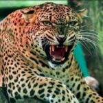 आंगन में खेल रहे बच्चे पर गुलदार ने किया हमला, मां ने जान पर खेलकर बचाई जान