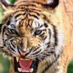 पौड़ी गढ़वाल में फिर दिखा गुलदार का आतंक, टैंट में घुसकर बच्चे पर हमला