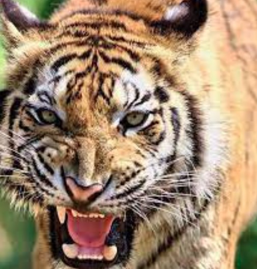 पौड़ी गढ़वाल में फिर दिखा गुलदार का आतंक, टैंट में घुसकर बच्चे पर हमला